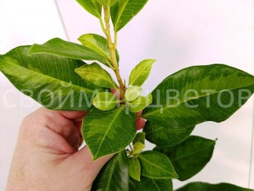 Фикус Retusa Американская 1
